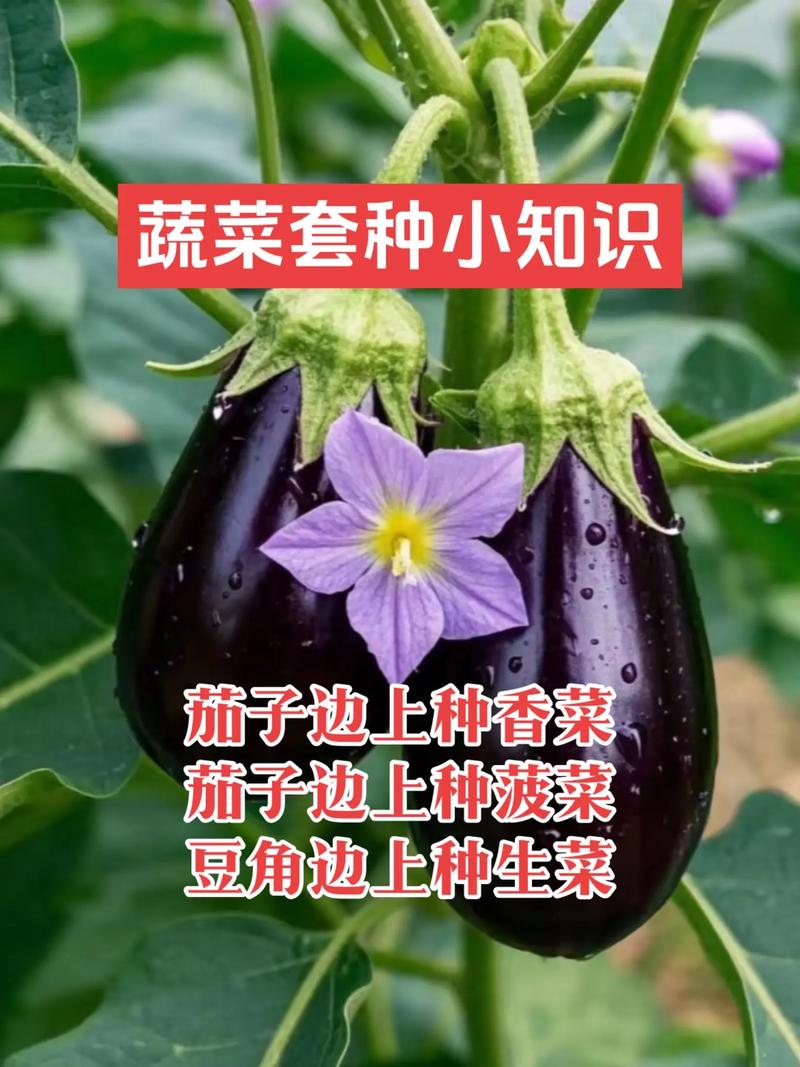 农作物种植技术