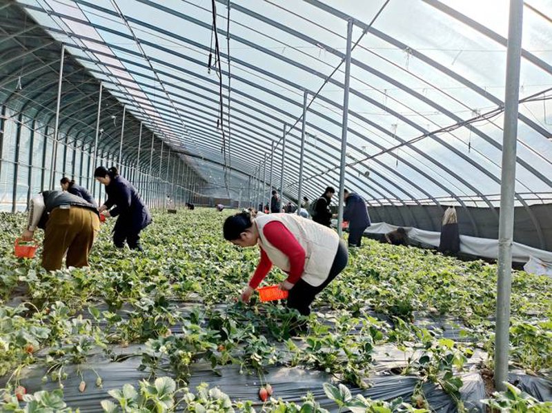 潍坊农业技术推广：现代科技与传统农业完美融合